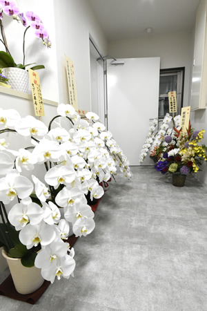 画像:お花